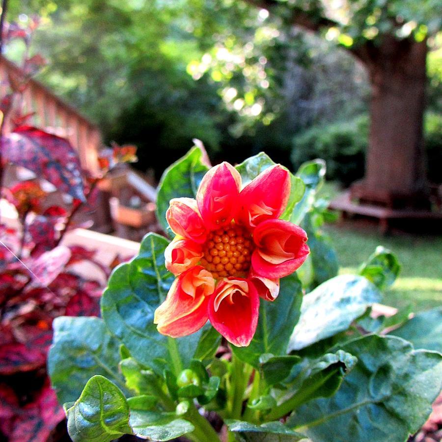 Red Leaf River Inn Waynesville Eksteriør bilde
